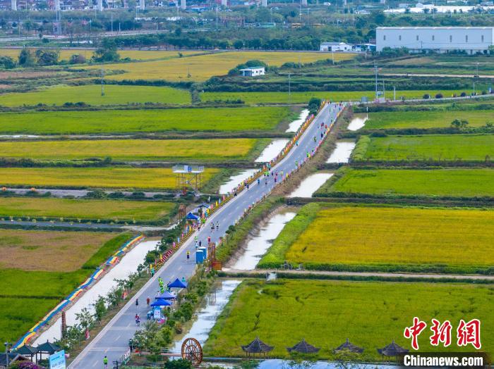 2024佛山高明稻田马拉松开跑 万余跑者共绘稻田赛